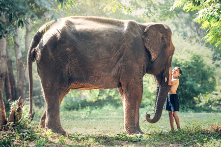 Elephant little boy child
