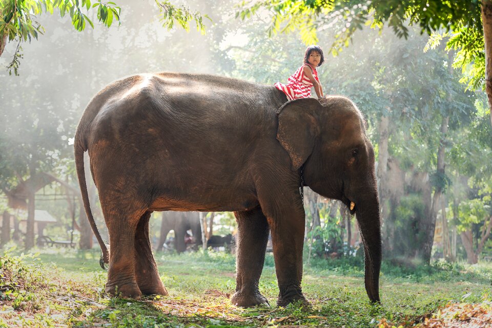 Elephant little girl child