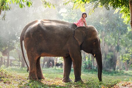 Elephant little girl child