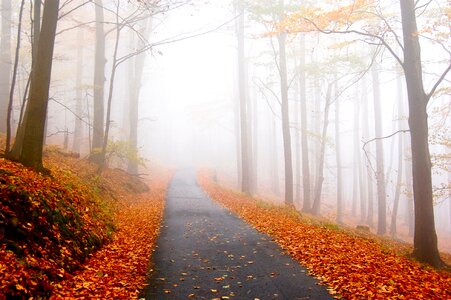 Fog forest path photo
