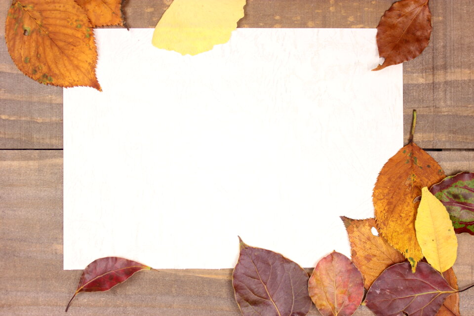 Fallen leaves paper frame