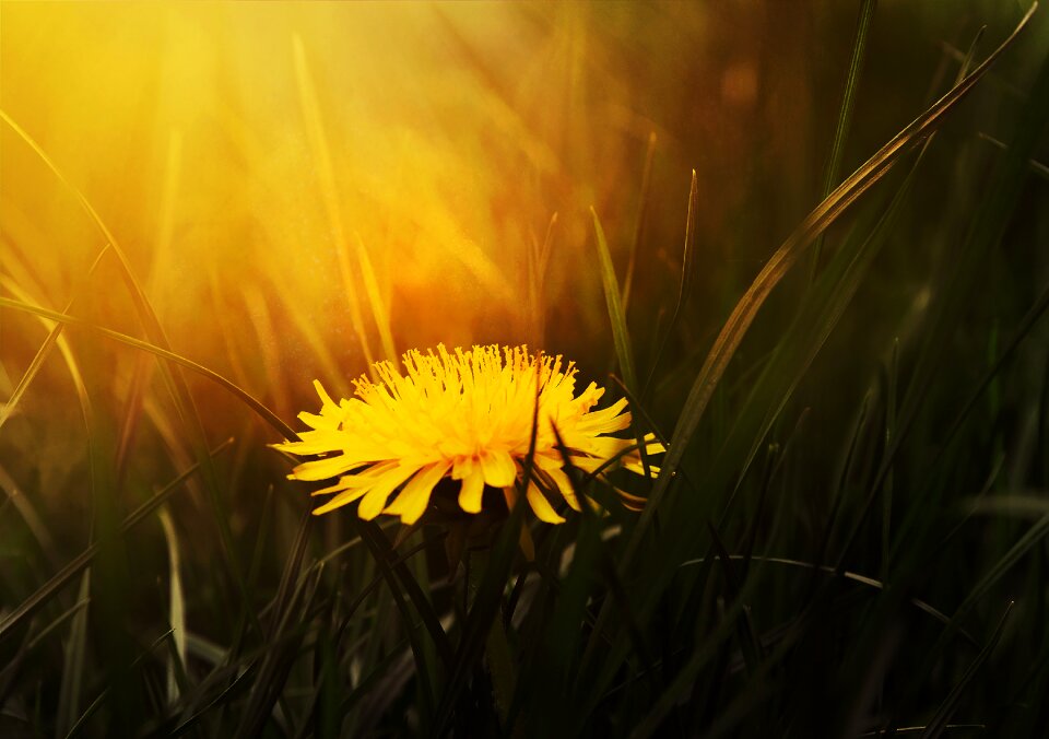 Dandelion grass flower
