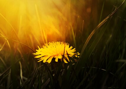 Dandelion grass flower