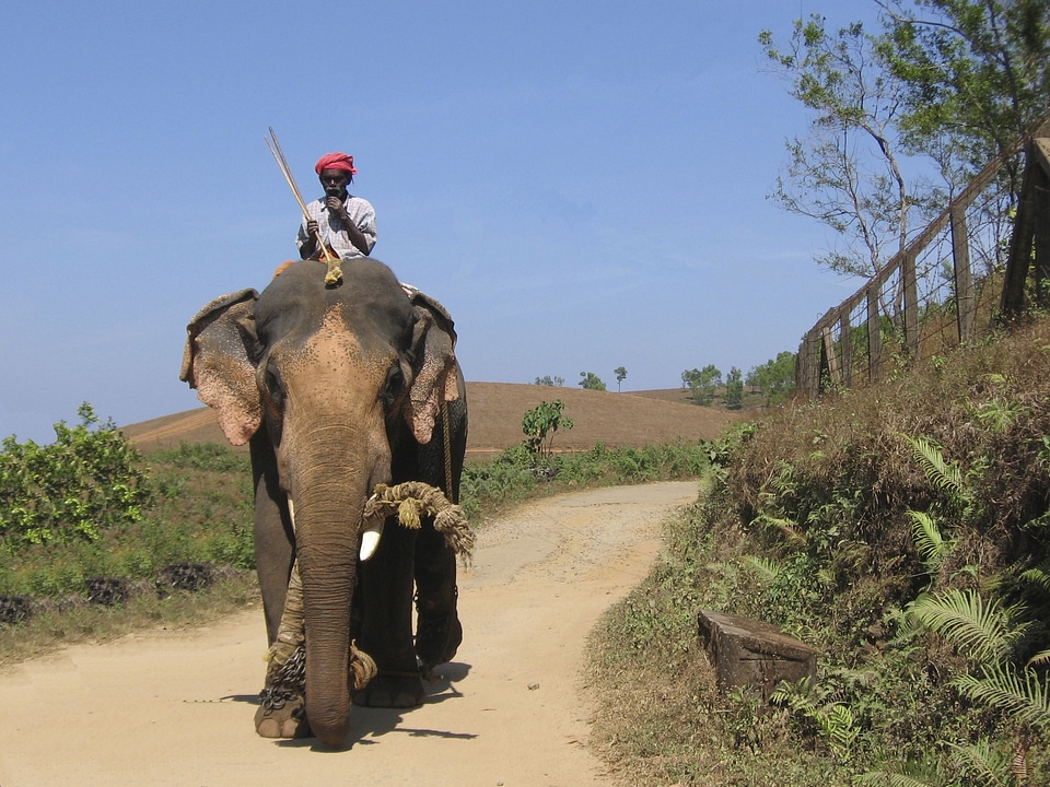 Elephant driver ride tusks