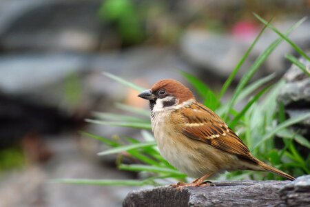 Eurasian tree sparrow