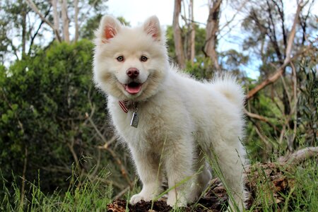 Finnish lapphund puppy dog