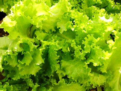 Food vegetable lettuce photo