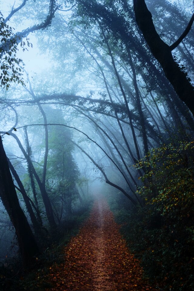 Forest fog path