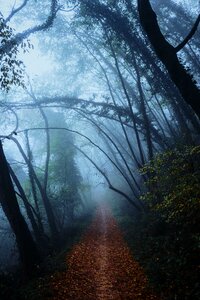 Forest fog path photo