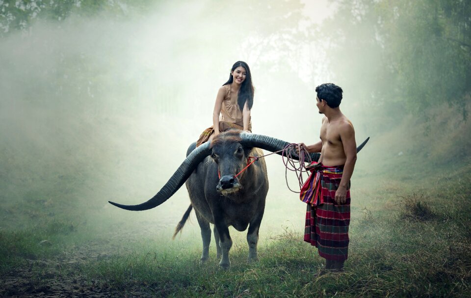Couple water buffalo