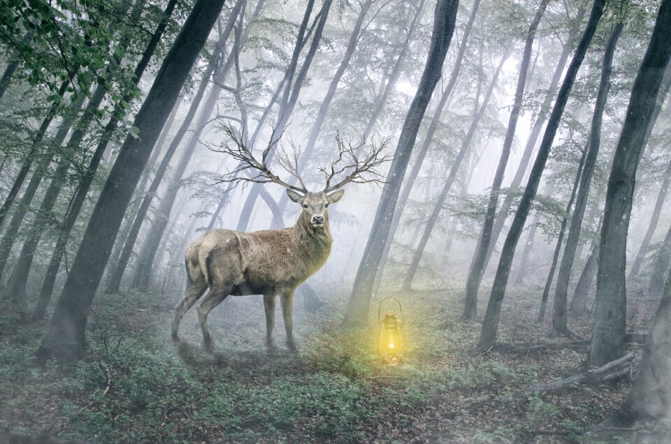 Forest deer lantern