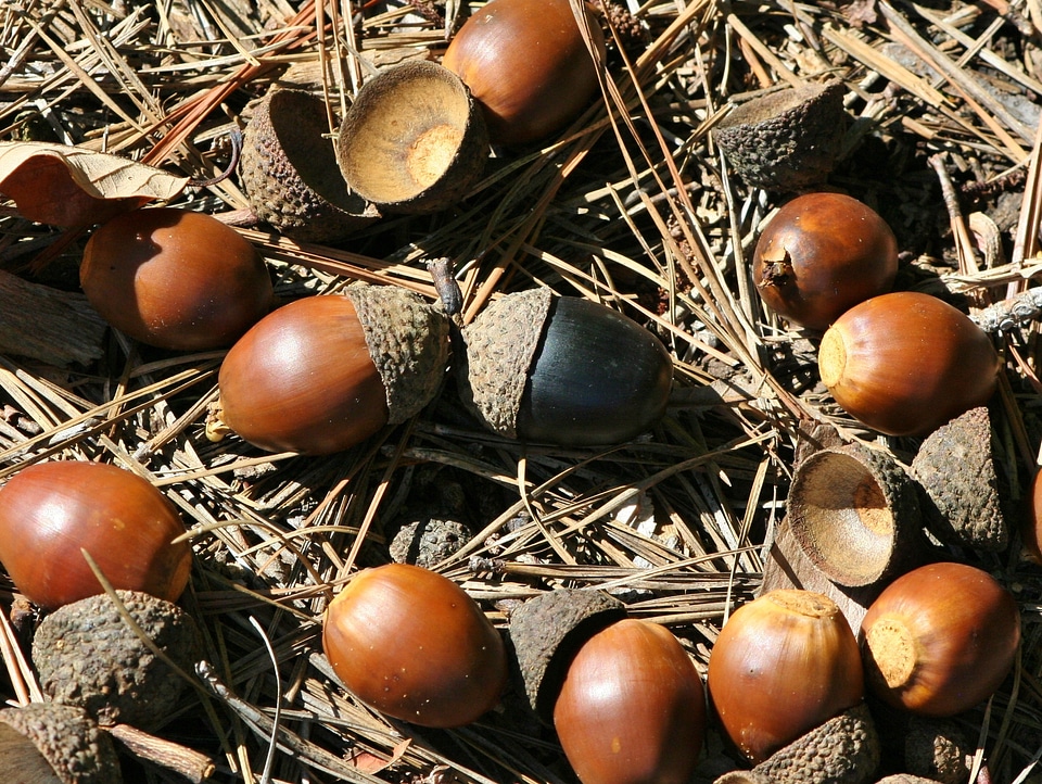 Animal food anomaly acorn
