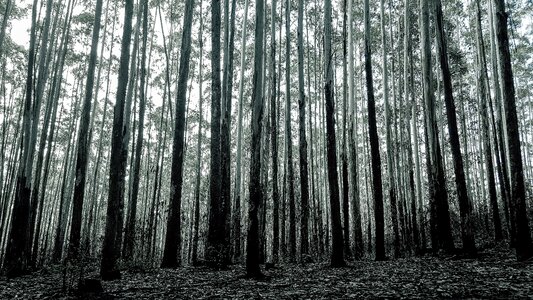 Forest trees