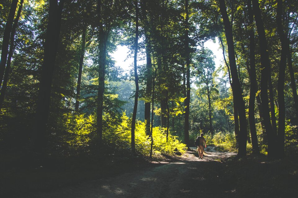 Forest trees path