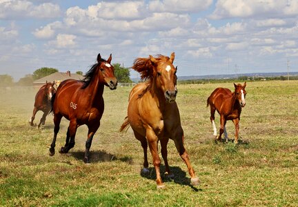 Horses running animal photo