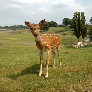Wild hirsch mammal