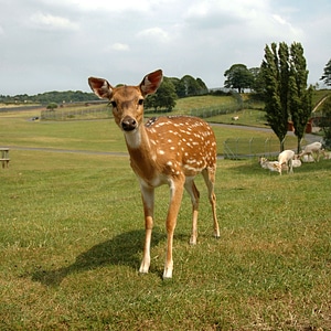 Wild hirsch mammal photo