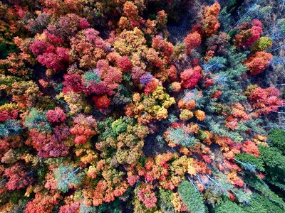 Forest trees autumn photo