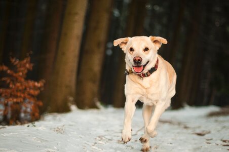 Labrador retriever photo