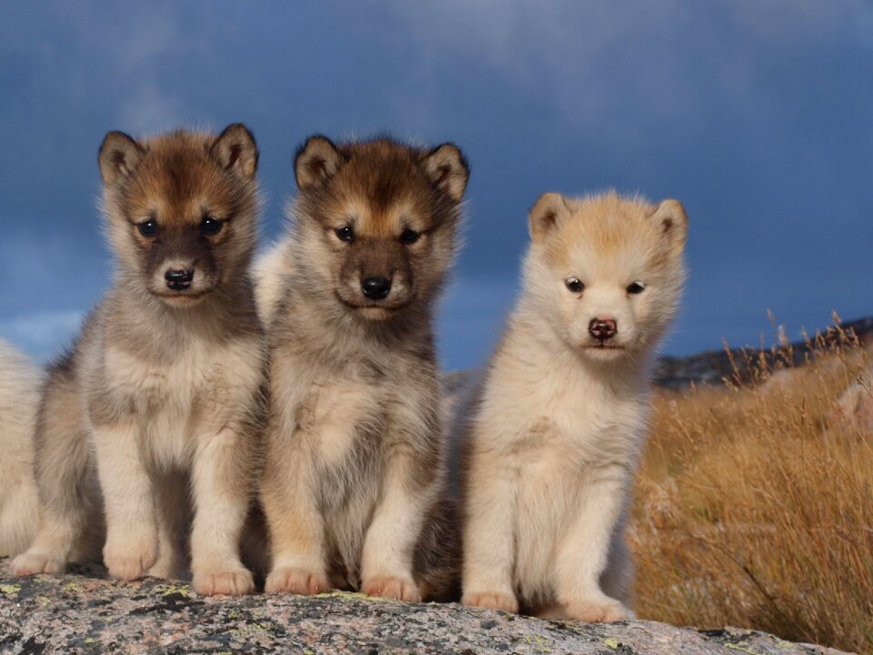Greenland dogs animal