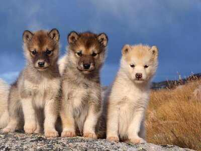 Greenland dogs animal photo