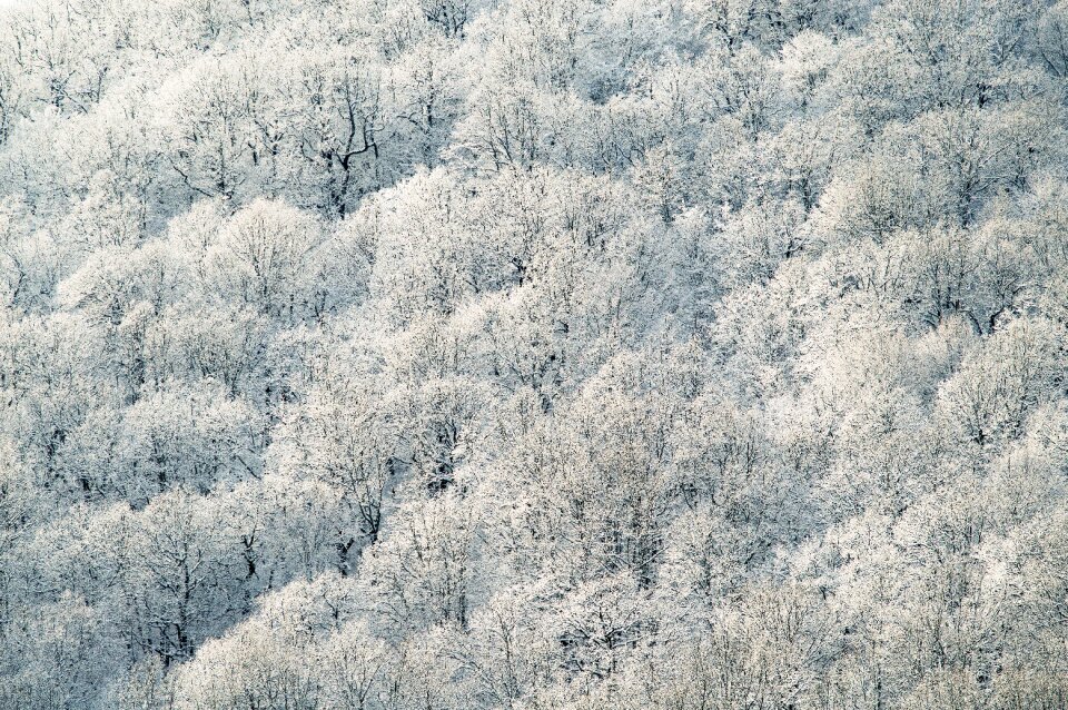 Forest snow trees winter