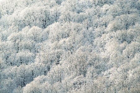 Forest snow trees winter photo
