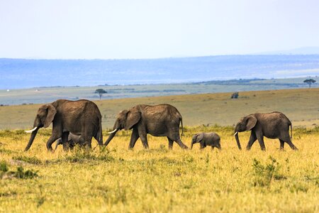Herd elephants