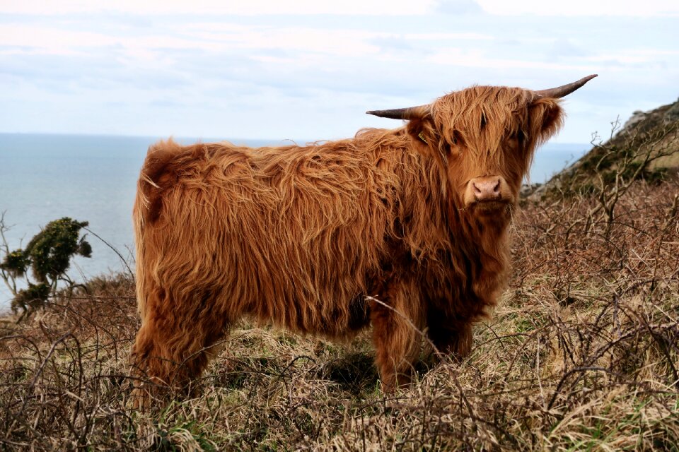 Highland cattle animal