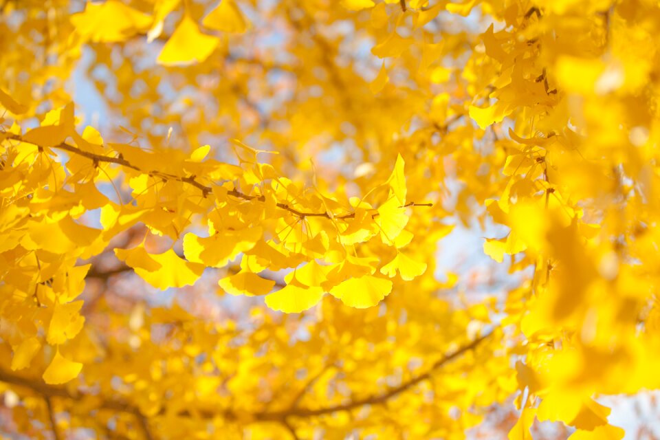 Ginkgo autumn leaves