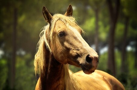 Horse animal