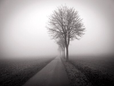 Fog road trees