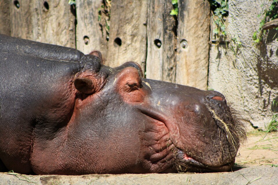 Hippopotamus animal sleeping
