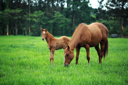 Hourse animal family