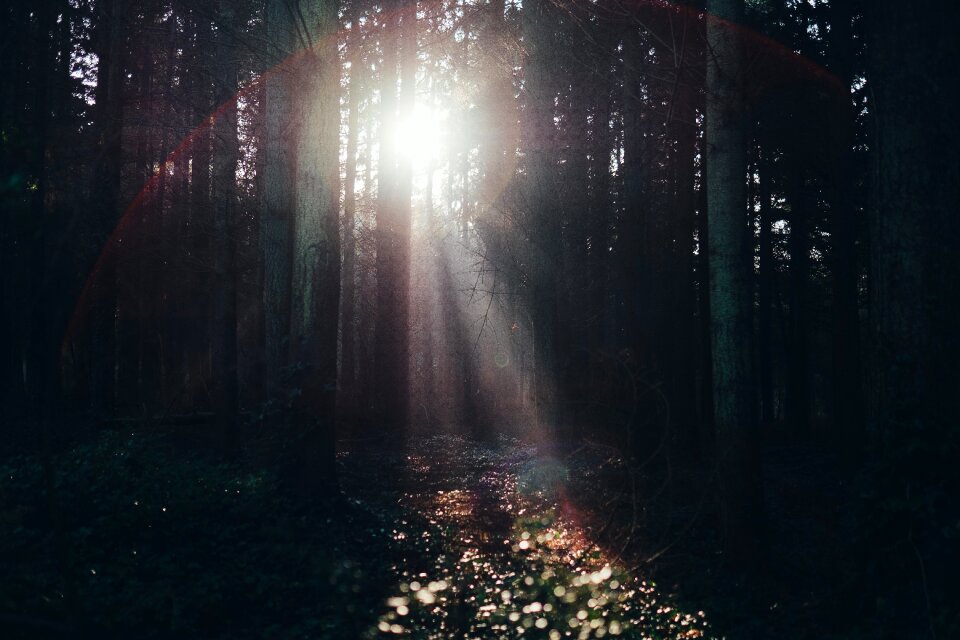 Forest trees sunshine