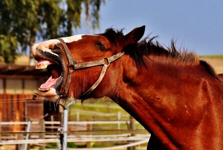 Horse yawn animal photo