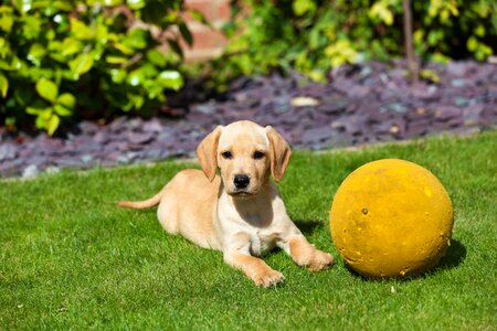 Labrador retriever dog