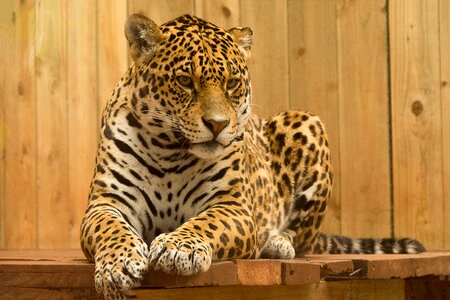 Jaguar animal