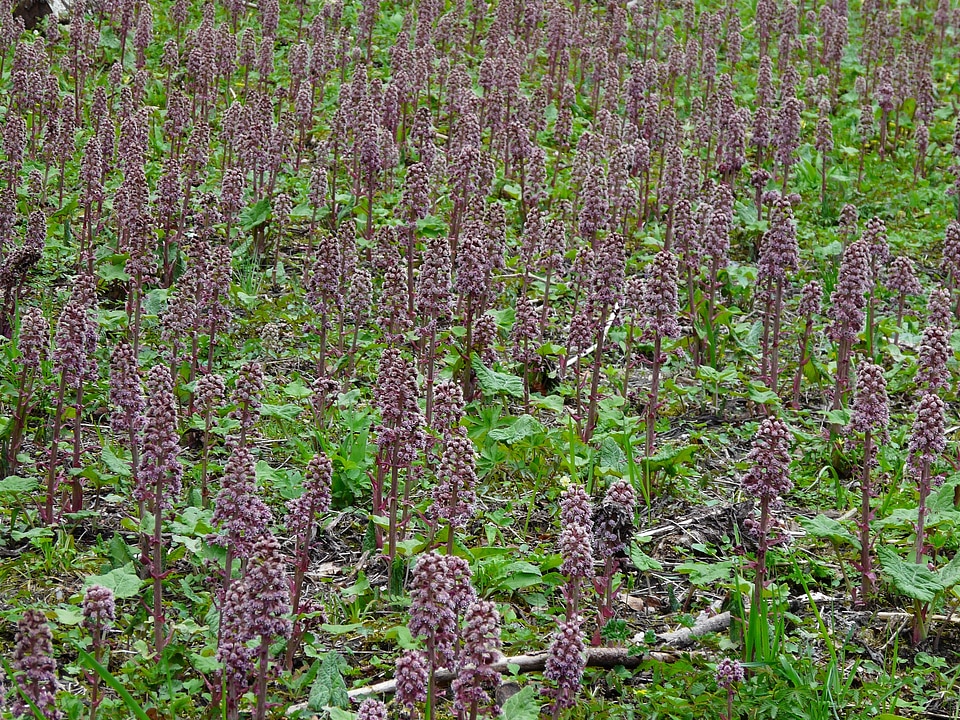 Plant nature wild plant