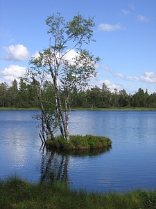 Island lake tree