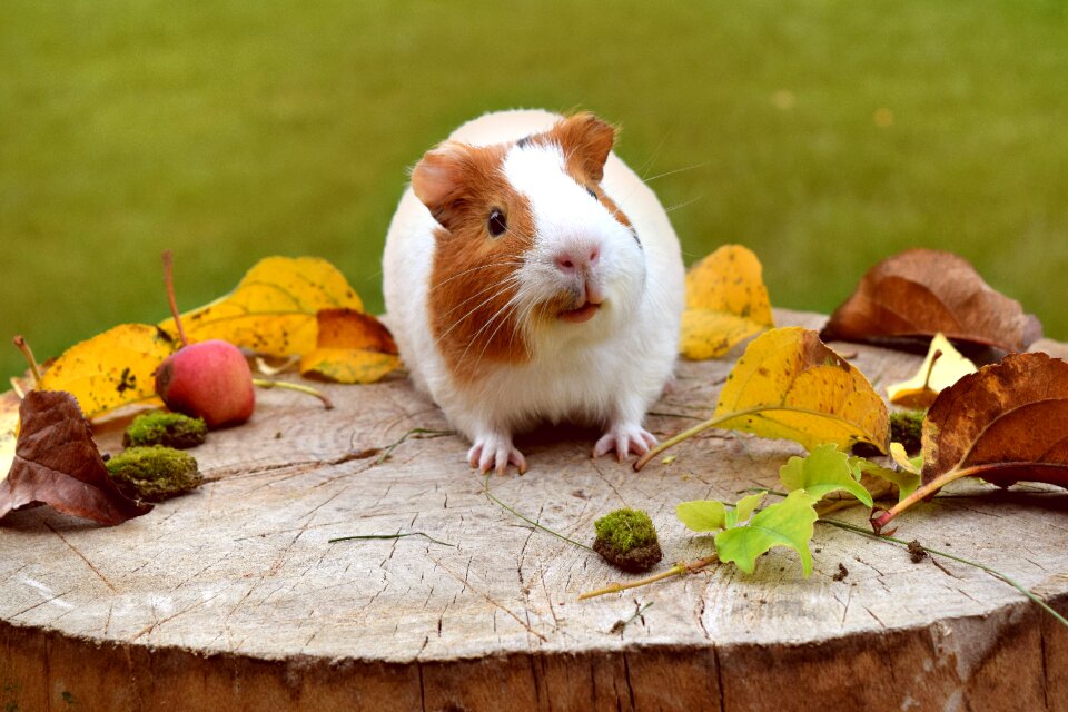 Guinea pig photo