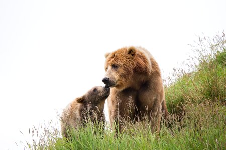 Kodiak brown bear