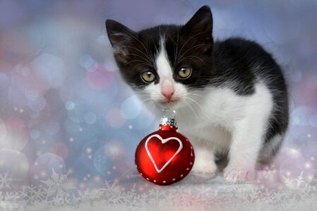 Kitten cat ornament ball
