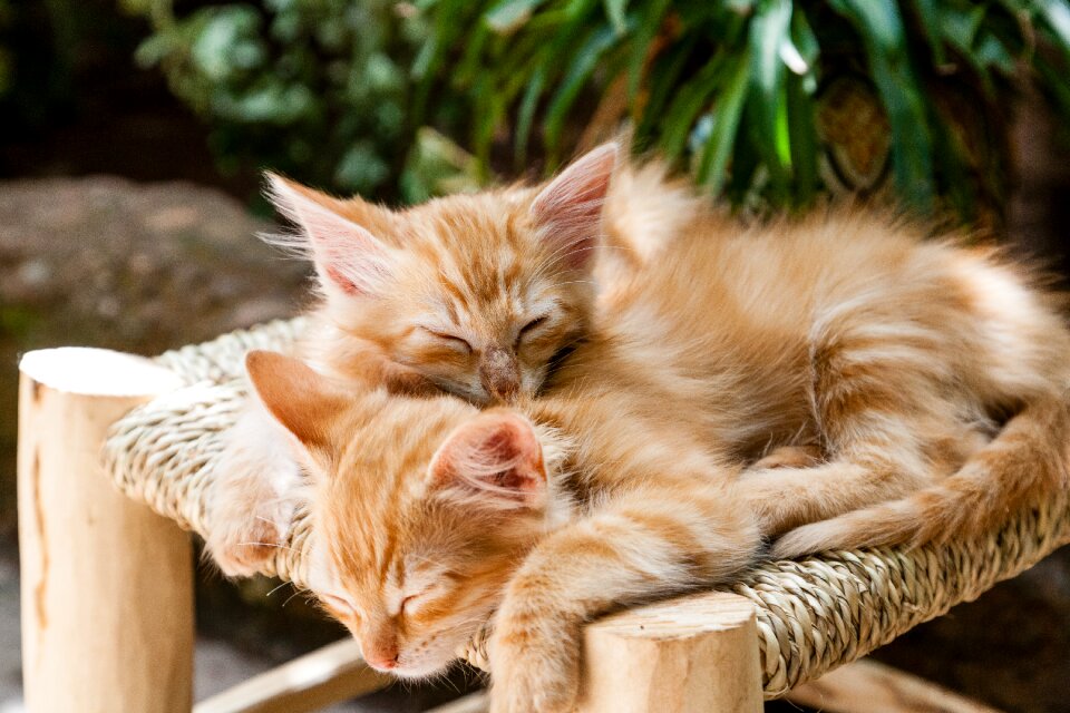 Kittens cats animals sleeping