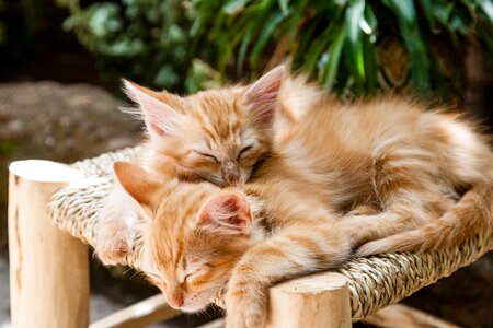 Kittens cats animals sleeping photo