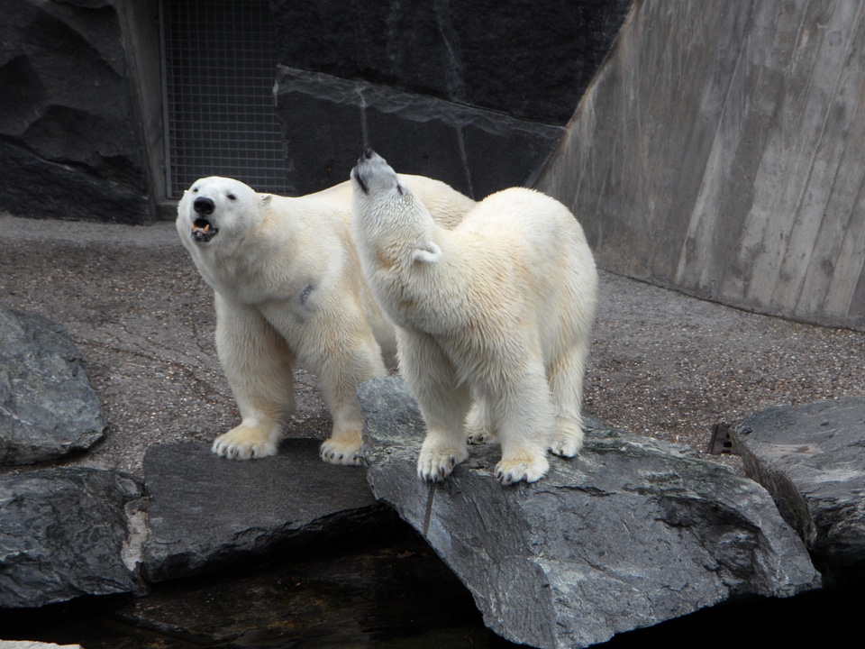 Zoo wild animal white