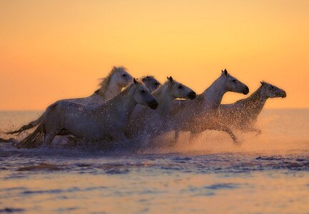 Horses animal sunset