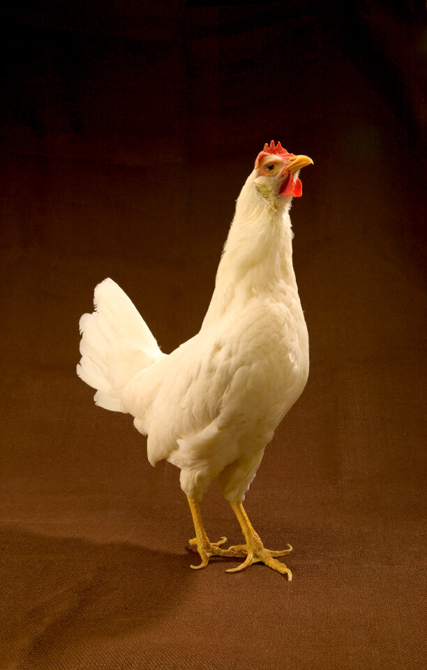 Leghorn chicken bird