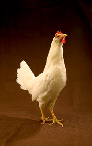 Leghorn chicken bird
