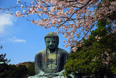 Kamakura daibutsu cherry blossoms